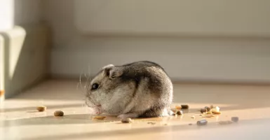 4 Racun ini Ampuh Membasmi Tikus, Nomor 2 Nggak Bakal Balik