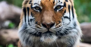 Kasus Pertama, Harimau di New York Positif Virus Corona