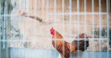 Tak Kalah Sehat, Ayam Kampung punya Khasiat yang Luar Biasa