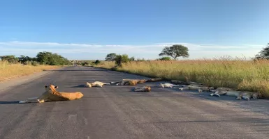 Afrika Selatan Lockdown, Puluhan Singa Tidur di Jalan