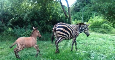 Zebra Kawin Sama Keledai, Hasilnya Zonkey