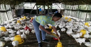 Pelajar SMA asal Palembang Sukses Menjadi Peternak Ayam
