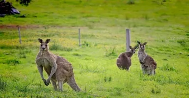Australia Lockdown, Kanguru Berkeliaran di Pusat Kota