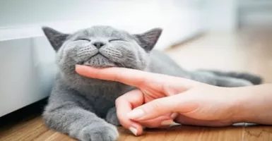 Ingat Mitos Tabrak Kucing akan Dapat Sial? Yuk, Pahami Ini