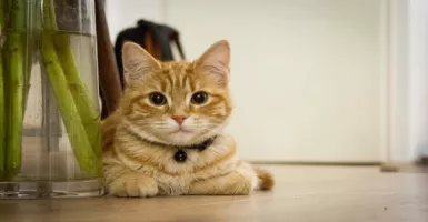 Peneliti Sebut Kucing Paling Rentan Terinfeksi Virus Corona