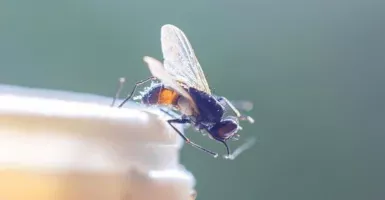 Risih di Rumah Banyak Lalat, Ada 4 Cara Ampuh Membasminya