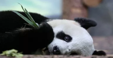 Kerinduan Panda Raksasa Pada Manusia Terpisah Akibat Virus Corona