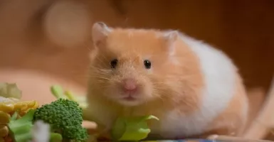 Ingin Memelihara Hamster? Kenali Jenisnya Sebelum Membeli