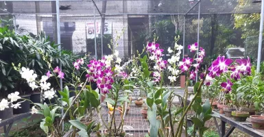 Tertarik Menanam Anggrek? Pilih Saja Jenis Dendrobium