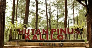 Hutan Pinus Kalilo, Destinasi Instagramable di Purworejo