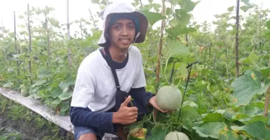 Nanang Adi Purnomo, Raup Omzet Puluhan Juta dari Bertani Melon