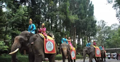 Nggak Sabar Pengin ke Taman Safari Bogor? Ada Kabar Bagus Nih
