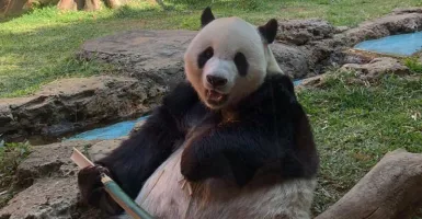 Mau Lihat Panda Lucu Asli China? Ke Taman Safari Bogor Saja