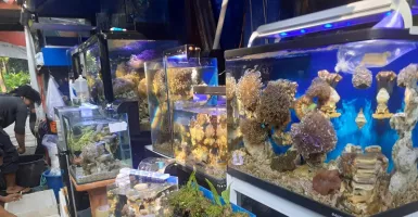 Punya Aquarium Air Laut? Wajib Ketahui Sirkulasi Airnya