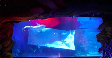 Yuk, Lihat Pengibaran Bendera Underwater di Jakarta Aquarium
