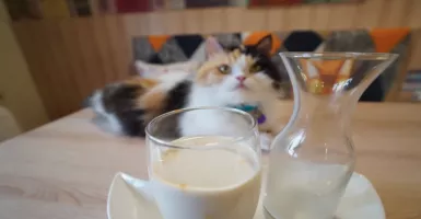 Pandemi? Bisa Tetap Asyik Kok ke Kafe Sambil Ditemani Kucing