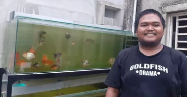 Kisah Sukses Embot Raih Hoki dari Budi Daya Ikan Mas Koki 