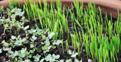 Kenali Microgreens, Sayuran Mini yang Memiliki Nutrisi Maksimal