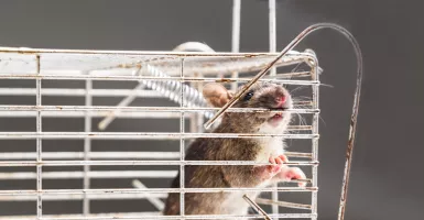 Tikus di Rumah Bikin Jengkel, Cara Mengusirnya Ternyata Mudah