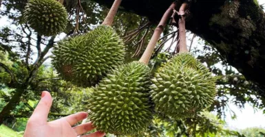 Bikin Melongo! Perempuan Cantik Ini Jago Banget Panen Durian