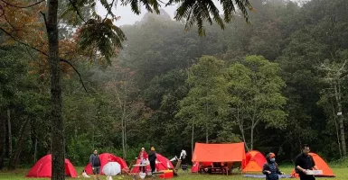 Pengin Camping Privat di Jungle Milk? Hubungi Saja Kontak ini