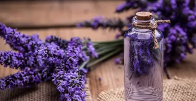 Kekuatan Penyembuh Minyak Lavender, Dijamin Bikin Melongo