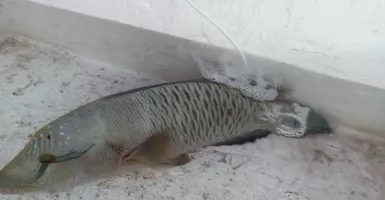 Terancam Punah, Ikan Napoleon Hasil Tangkapan Diselamatkan KKP