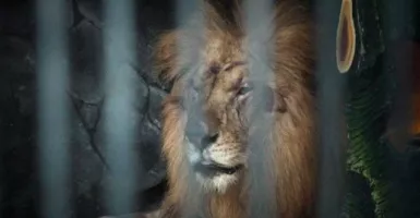 Penjaga Kebun Binatang di Jerman Diserang Singa, Duh Nasibnya