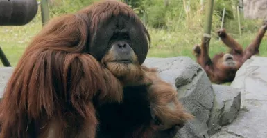Mengejutkan, Orangutan Indonesia Divaksin Covid di AS Bikin Gemas