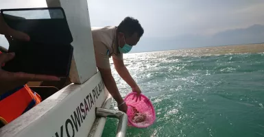 KKP Lepasliarkan Benih Lobster Hasil Sitaan di Perairan Sidoarjo