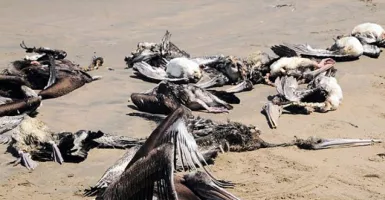 Geger! 750 Burung Pelikan Mati Misterius di Senegal