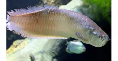 KKP Tetapkan 20 Jenis Ikan yang Dilindungi, Termasuk Arwana Irian