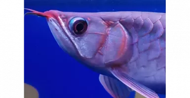 Melongo Tengok Ikan Arwana di Indonesia yang Berharga Fantastis