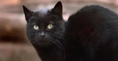 Blackie Kucing Terkaya di Dunia, Hartanya Bikin Melongo, Guys!