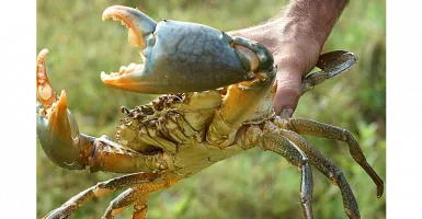 Peluang Usaha: Singapura Butuh Kepiting Hidup asal Indonesia