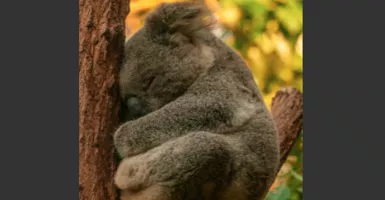 Rekor! Koala Tertua di Dunia, Rahasia Panjang Umurnya Terungkap