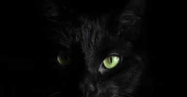Kisah Horor: Kucing Hitam ini Membawa Kutukan