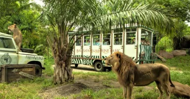 Berkunjung ke Bali Safari Park, Serasa Liburan di Afrika!