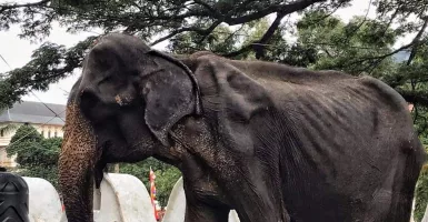 Pakai Gajah Kurus untuk Wisata, Pemerintah Sri Lanka Kena Petisi