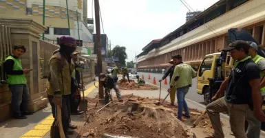 Penebangan Pohon di Trotoar Cikini Menyalahi Aturan