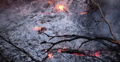 Terbakar Hutan Amazon, Sepasang Suami Istri Meninggal Dunia