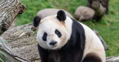 Kamu Tahu Enggak, Seluruh Panda di Dunia Ini Ternyata Milik China