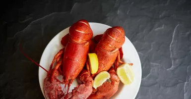 Manfaat Lobster Dahsyat Banget, Pantas Harganya Selangit!