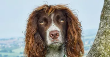 Lucu Banget, Anjing Finn Punya Rambut Indah Seperti Iklan Sampo