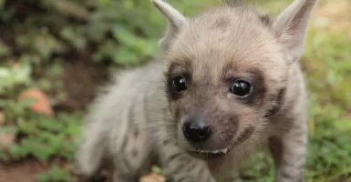 Gemas! Bayi Hyena Lahir di Bali, Jeddar Berikan Nama 'Mooi'