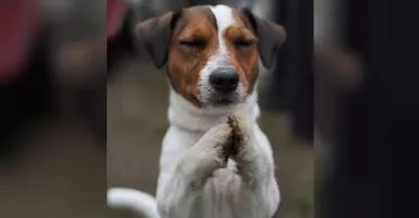 Deretan Anjing Menggemaskan, Tak Lupa Berdoa Saat Mau Makan