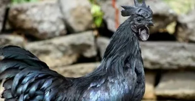 Ayam Cemani Harus Dibunuh Karena Bawa Sial, Benarkah?