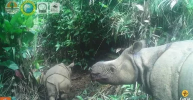 Kabar Gembira, 2 Anak Badak Jawa Langka Lahir di Ujung Kulon