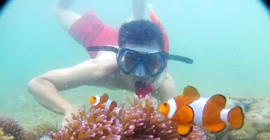 Geliat Budi Daya Clownfish, Potensi Spot Wisata Kepulauan Seribu