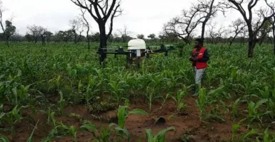 Drone Bantu Petani Ghana untuk Menjaga Tanaman dari Hama